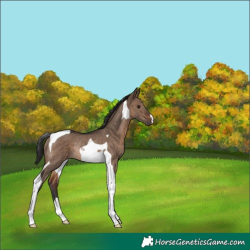Horse Color:Brown Dun Tobiano Rabicano