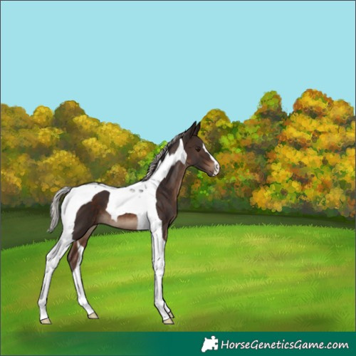 Horse Color:Silver Brown Tobiano 
