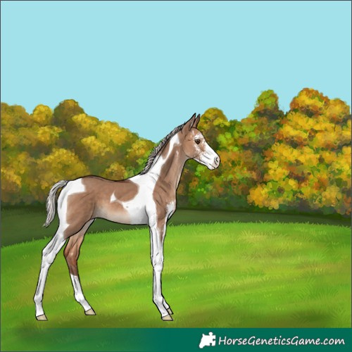 Horse Color:Silver Brown Dun Sabino Tobiano