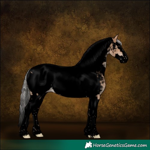 Horse Color:Void Silver Brown Dun Splash Tobiano Appaloosa