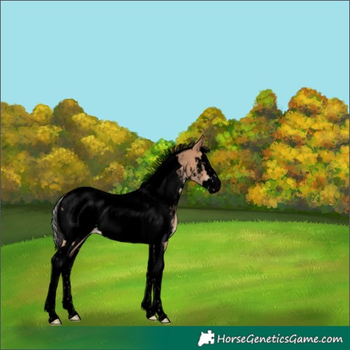 Horse Color:Void Silver Brown Dun Splash Tobiano Appaloosa 