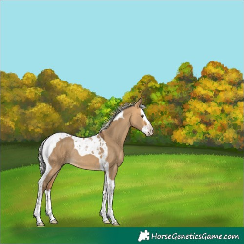 Horse Color:Silver Buckskin Dun Splash Tobiano Rabicano 