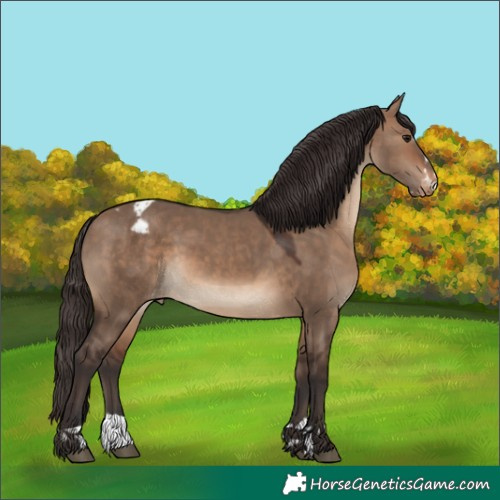 Horse Color:Brown Dun Varnish 
