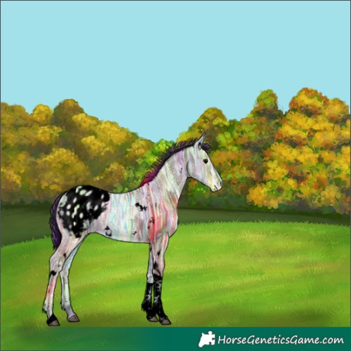 Horse Color:Void Painted White Spotted Grullo Ice Tobiano Appaloosa 