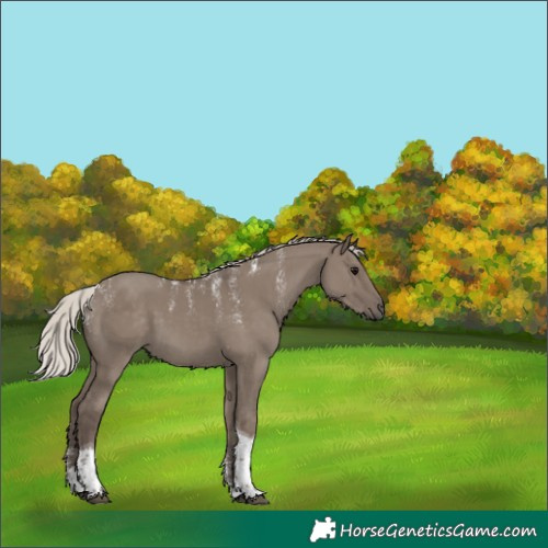 Horse Color:Powder White Silver Grullo Tobiano 