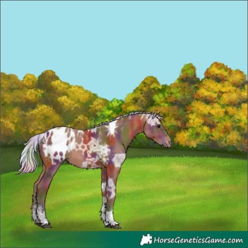 Horse Color:Powder White Nacre Silver Bay Ice Tobiano Appaloosa 