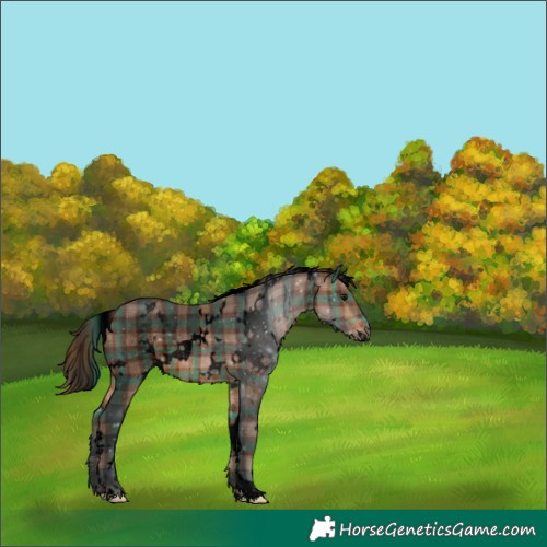 Horse Color:Void Plaid  White Spotted Bay 