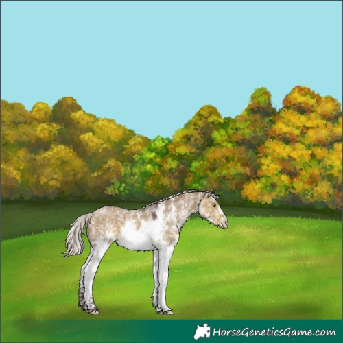 Horse Color:White Spotted Chocolate Silver Buckskin Dun 