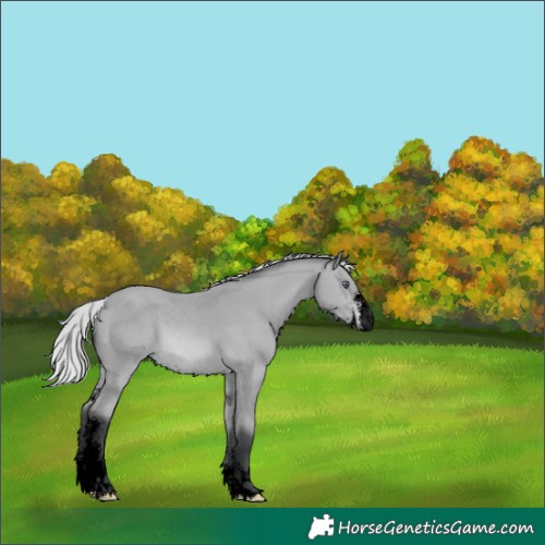 Horse Color:Void Silver Bay Chinchilla Sabino 