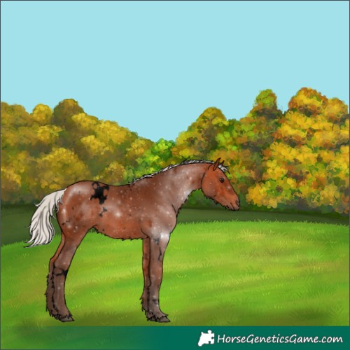 Horse Color:Void White Spotted Silver Bay 