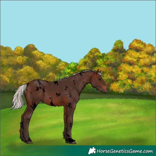 Horse Color:Void White Spotted Silver Brown 