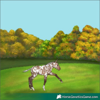 Horse Color:Silver Brown Dun Appaloosa 