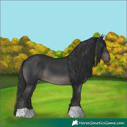 Horse Color:Black 