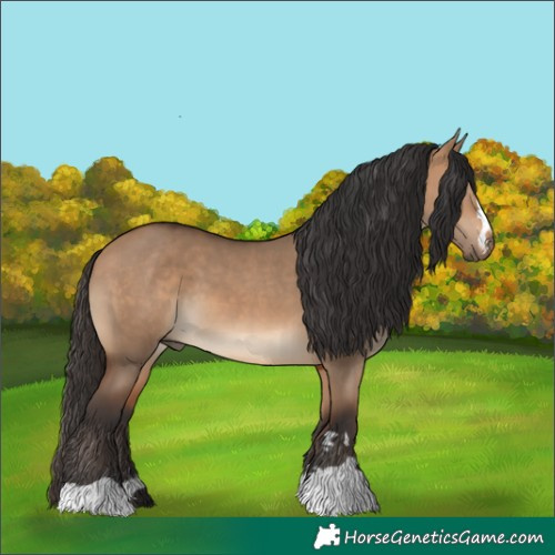 Horse Color:Bay Dun