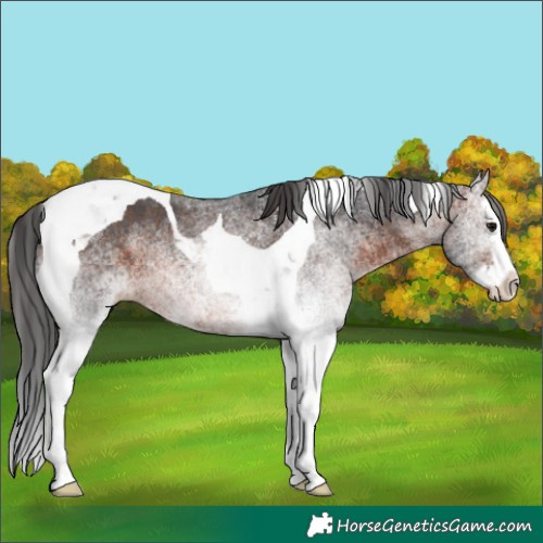 Horse Color:White Spotted Brown Splash Tobiano 