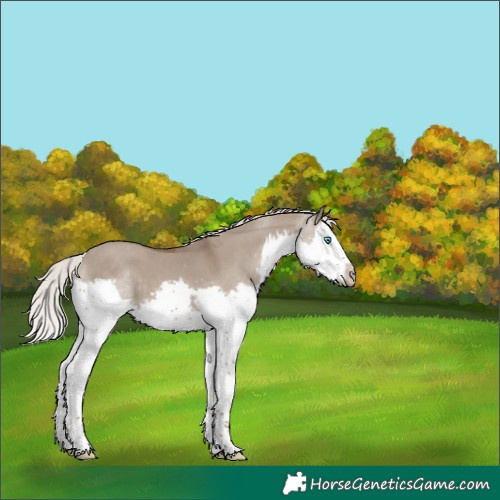 Horse Color:Silver Grullo Splash Frame 