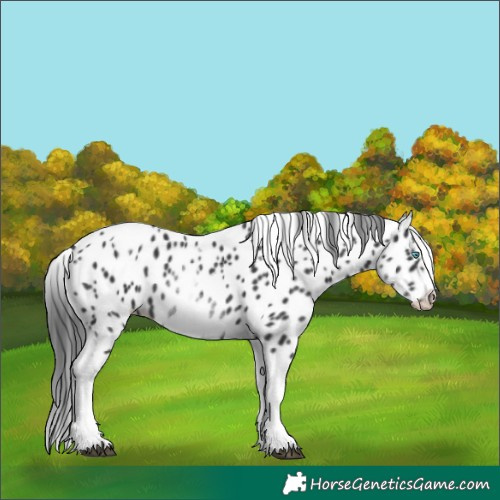 Horse Color:White Spotted Black Splash Tobiano Frame Appaloosa 