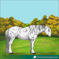 Horse Color:White Spotted Black Splash Tobiano Frame Appaloosa 