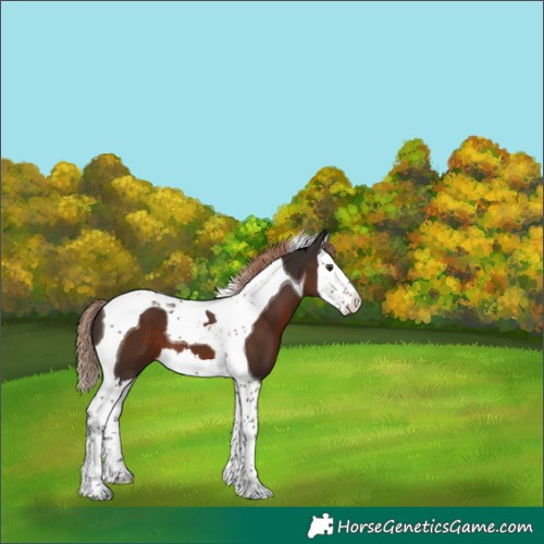 Horse Color:Liver Chestnut Splash Tobiano 