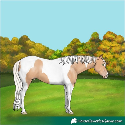 Horse Color:Silver Amber Champagne Tobiano 