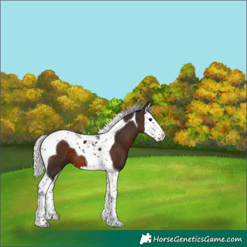 Horse Color:Silver Brown Splash Tobiano
