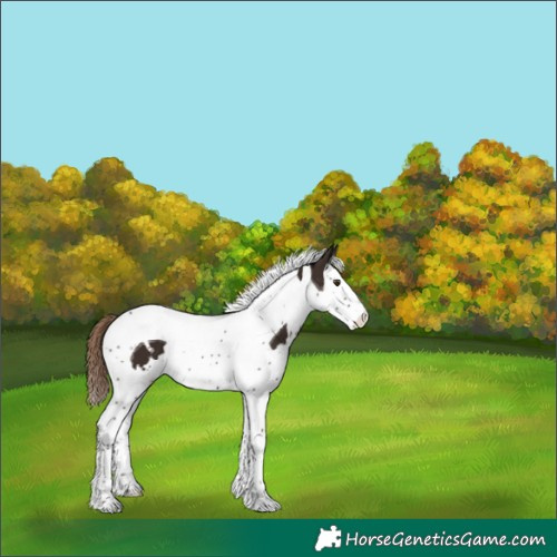 Horse Color:White Spotted Liver Chestnut Splash Tobiano 