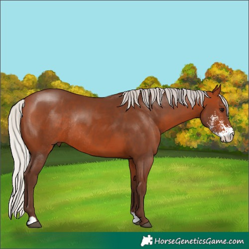 Horse Color:Silver Bay Sabino Rabicano 