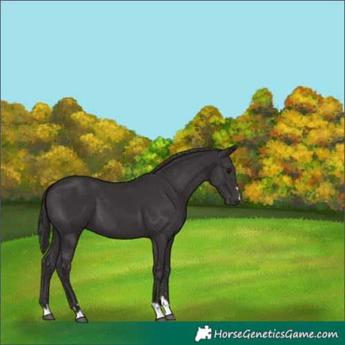 Horse Color:Smoky Black