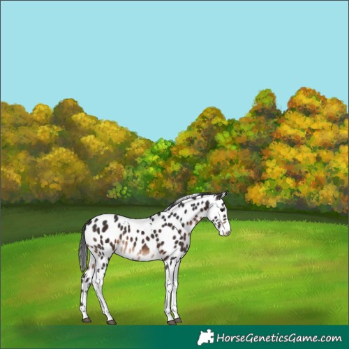 Horse Color:Brown Tobiano Appaloosa Rabicano