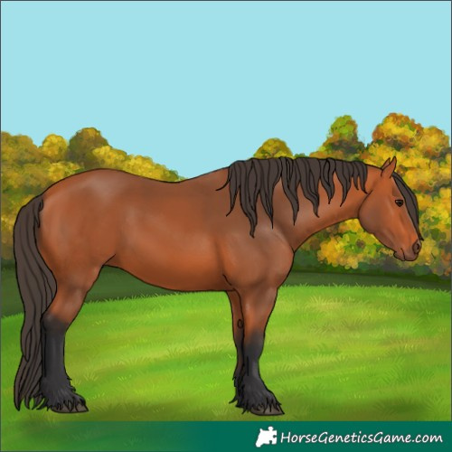 Horse Color:Bay 