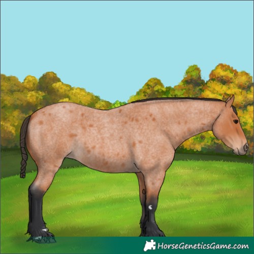 Horse Color:Bay Roan 