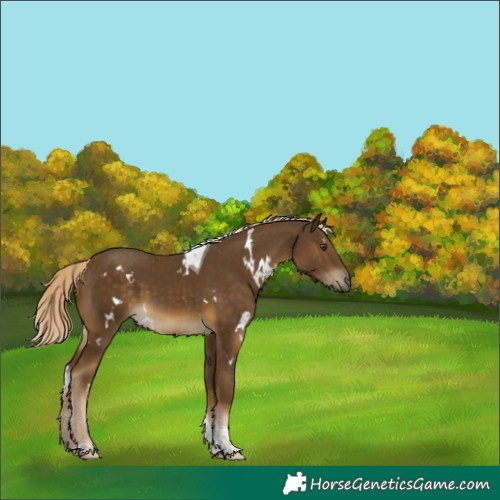 Horse Color:White Spotted Chocolate Palomino Mushroom Tobiano Rabicano 