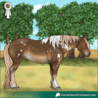 Horse Color:White Spotted Chocolate Palomino Mushroom Tobiano Rabicano