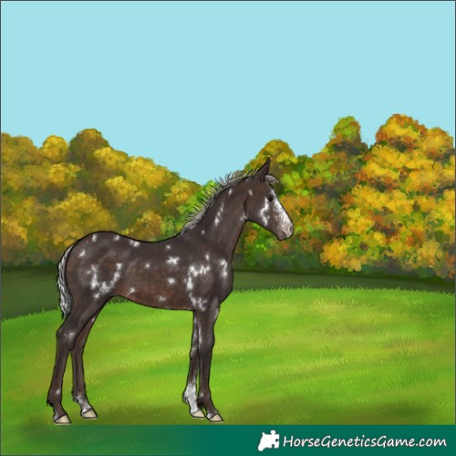 Horse Color:White Spotted Silver Brown Sabino 