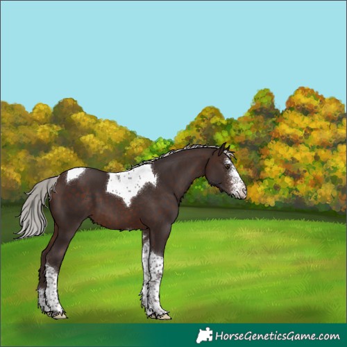 Horse Color:Silver Brown Mushroom Sabino Tobiano 