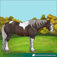 Horse Color:Silver Brown Mushroom Sabino Tobiano 