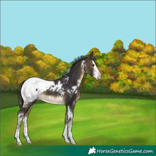 Horse Color:White Spotted Buckskin Sabino Splash Snowcap 