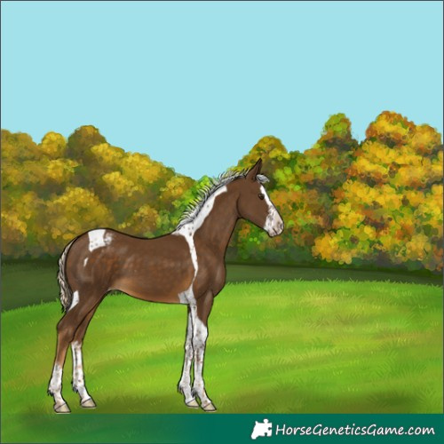 Horse Color:Chocolate Palomino Splash Tobiano Varnish 