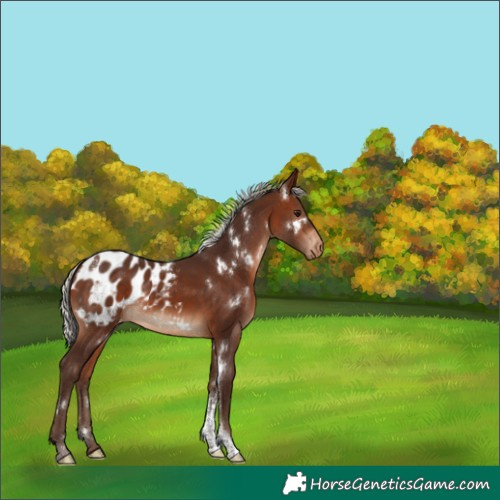 Horse Color:White Spotted Silver Brown Sabino Blanket Rabicano 
