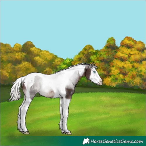 Horse Color:Silver Brown Sabino Splash Tobiano Rabicano 