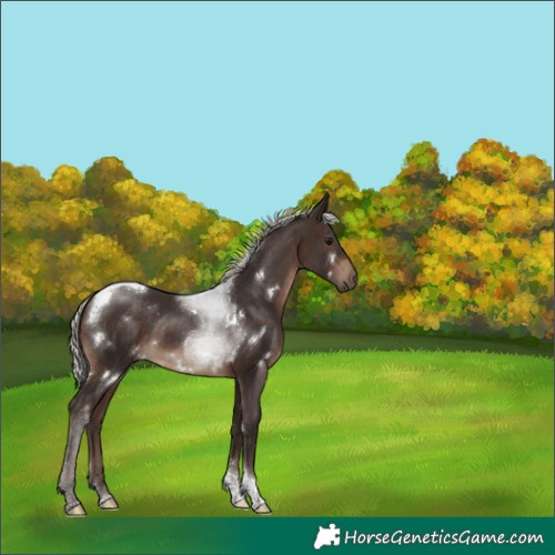 Horse Color:White Spotted Silver Brown Tobiano 