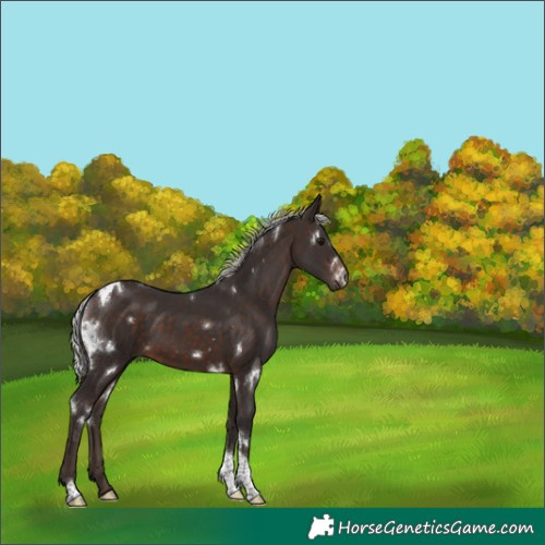 Horse Color:White Spotted Silver Brown Tobiano 