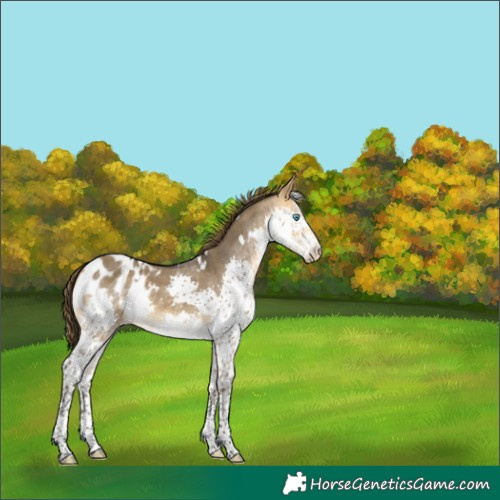 Horse Color:White Spotted Buckskin Dun Sabino Splash Appaloosa