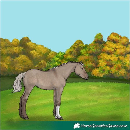 Horse Color:Silver Grullo Sabino Tobiano 