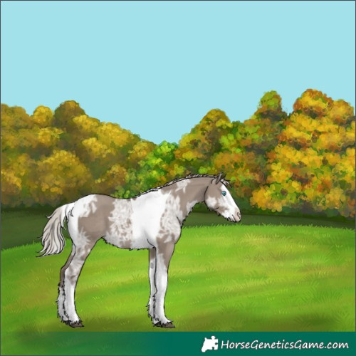 Horse Color:Silver Grullo Ice Sabino Splash Tobiano 