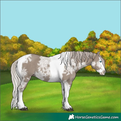 Horse Color:Silver Grullo Ice Sabino Splash Tobiano 