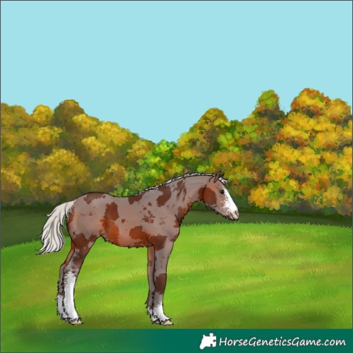Horse Color:Silver Brown Merle Sabino 