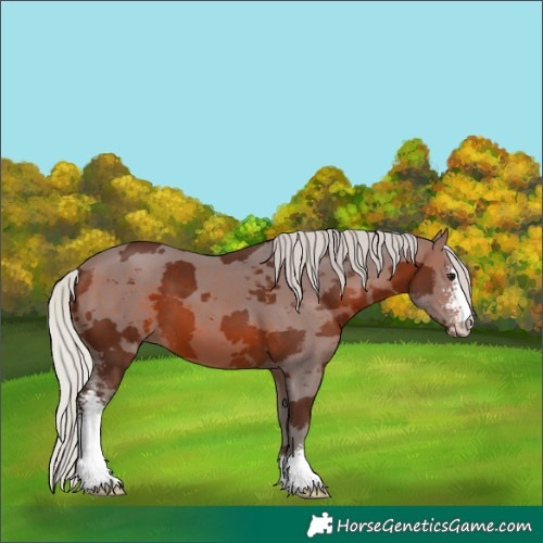 Horse Color:Silver Brown Merle Sabino 