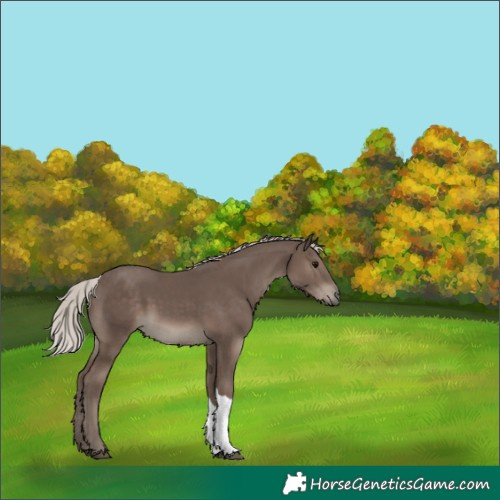 Horse Color:Silver Black Tobiano Rabicano 