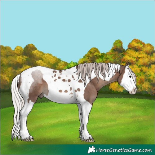 Horse Color:Silver Black Splash Tobiano